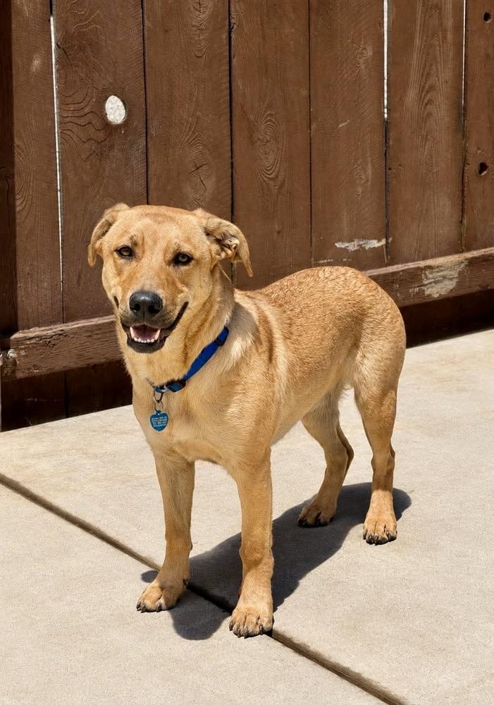 Enlarge Jojo, a Adoptable mixed breed in Escondido, CA image 5/5