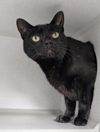 Romper, Adoptable, Senior Female Domestic Short Hair & Domestic Short Hair.