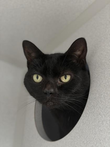 Enlarge Romper, a Adoptable mixed breed in Bensalem, PA image 1/3