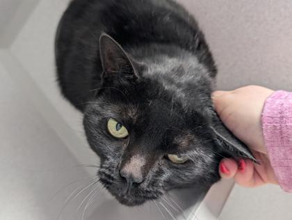 Enlarge Romper, a Adoptable mixed breed in Bensalem, PA image 2/3