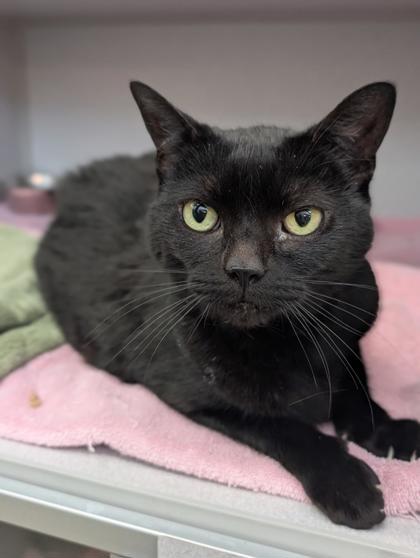 Romper, Adoptable, Senior Female Domestic Short Hair & Domestic Short Hair.
