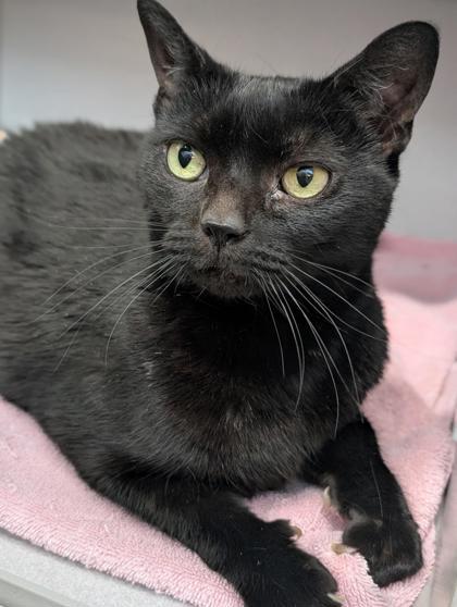 Enlarge Romper, a Adoptable mixed breed in Bensalem, PA image 2/3