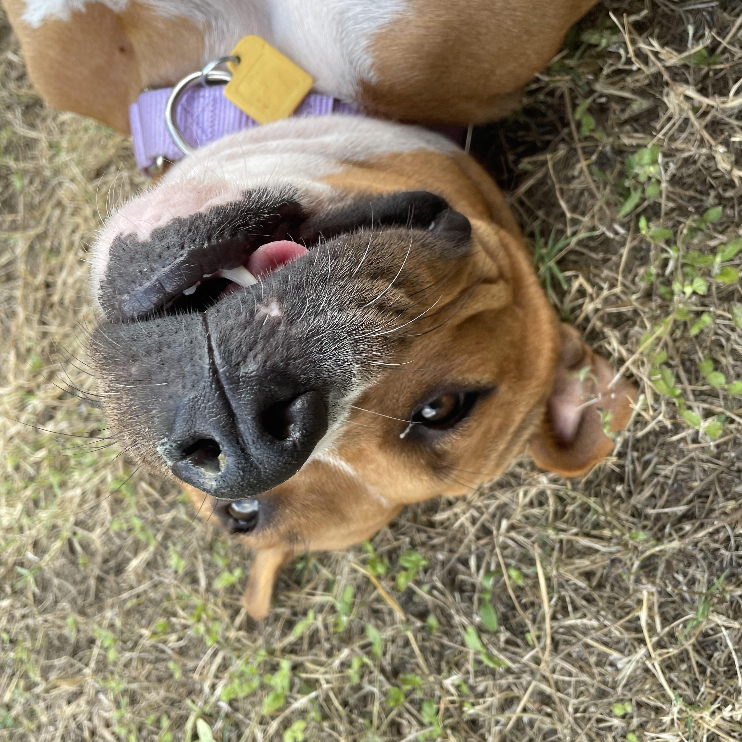 Enlarge Butterfly, a Adopted American Staffordshire Terrier in Portage, WI image 3/5