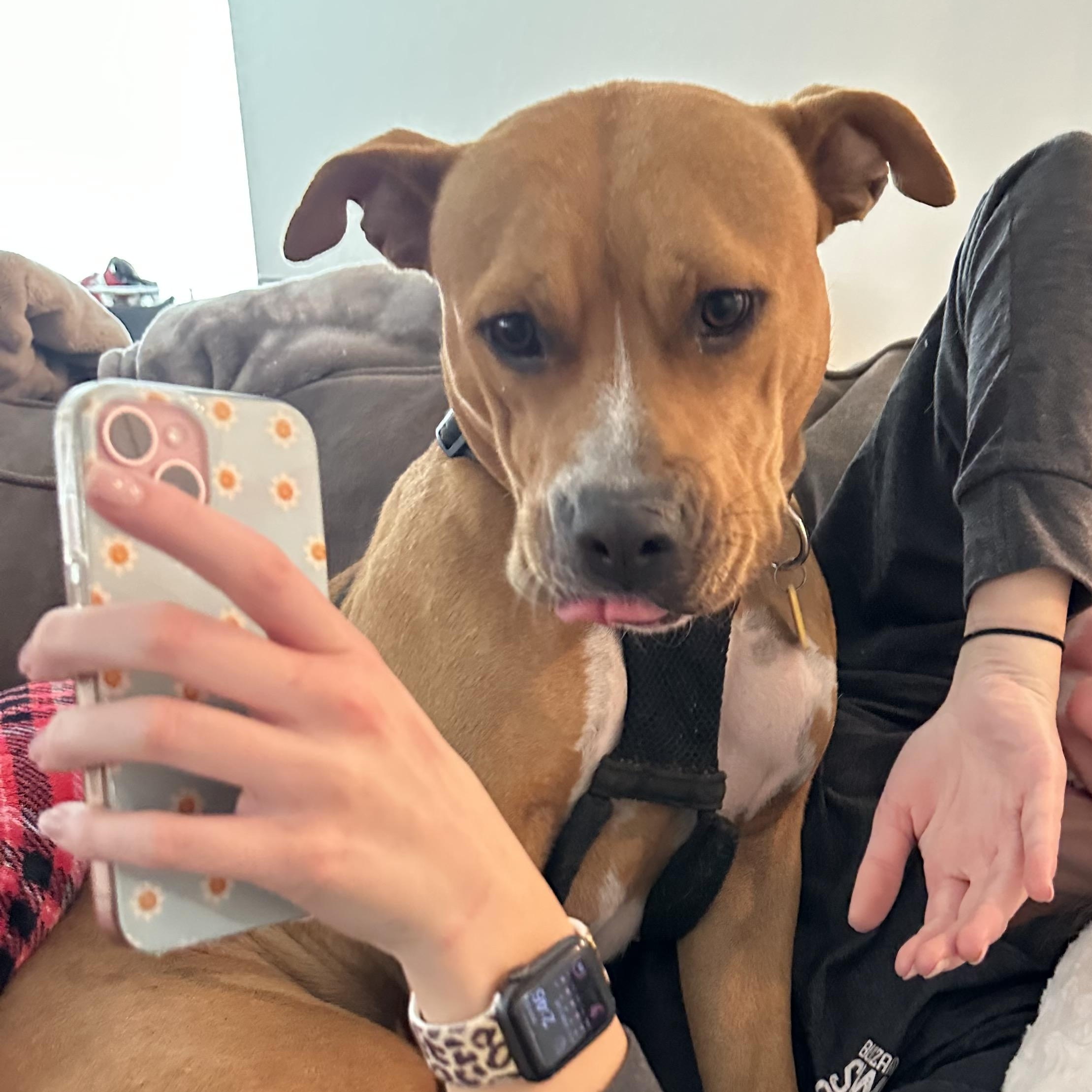 Enlarge Butterfly, a Adopted American Staffordshire Terrier in Portage, WI image 1/5