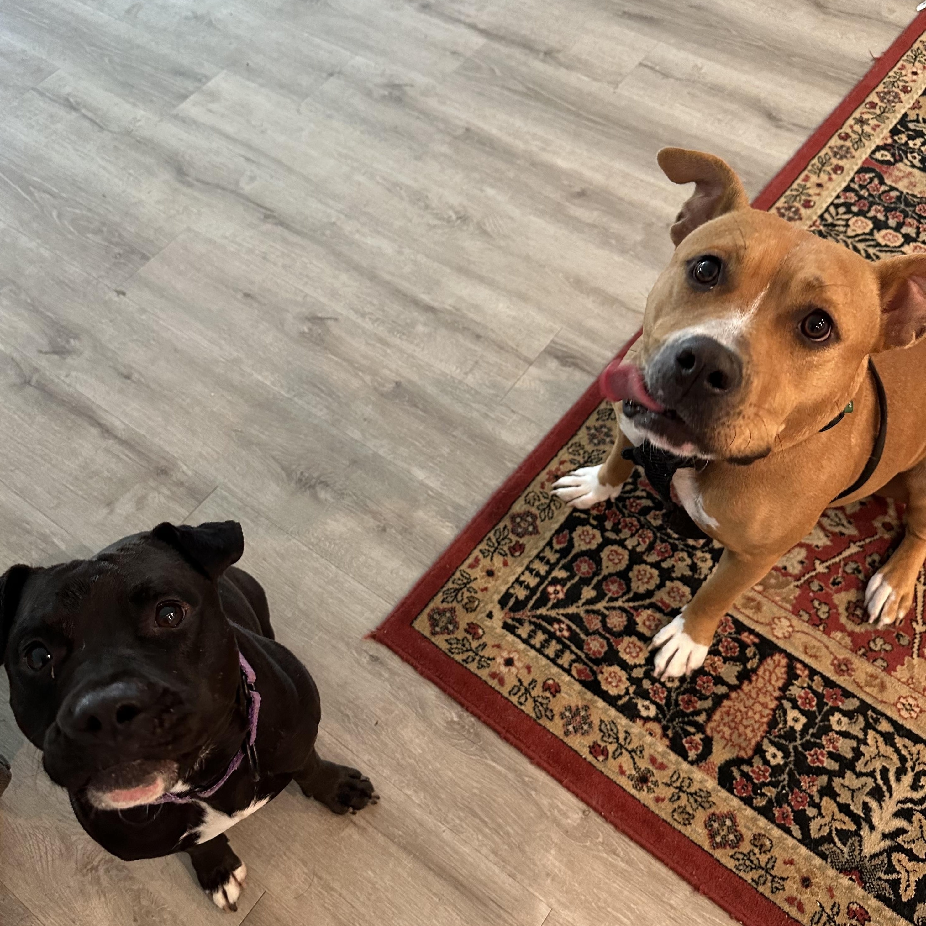 Enlarge Butterfly, a Adopted American Staffordshire Terrier in Portage, WI image 4/5