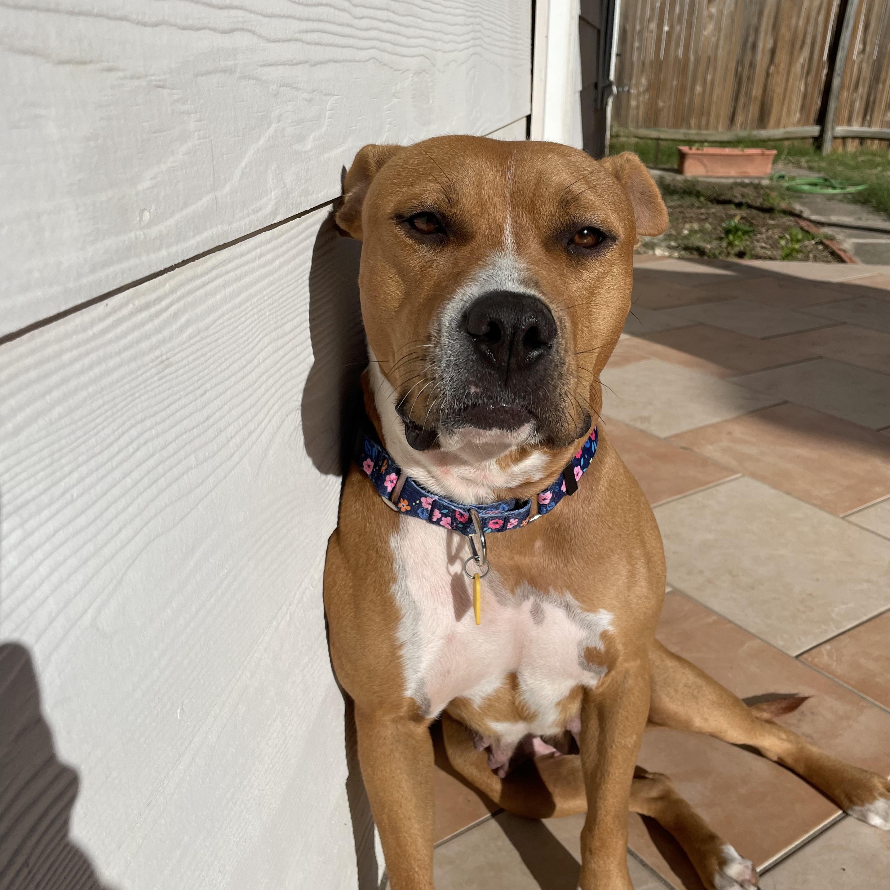 Enlarge Butterfly, a Adopted American Staffordshire Terrier in Portage, WI image 2/5