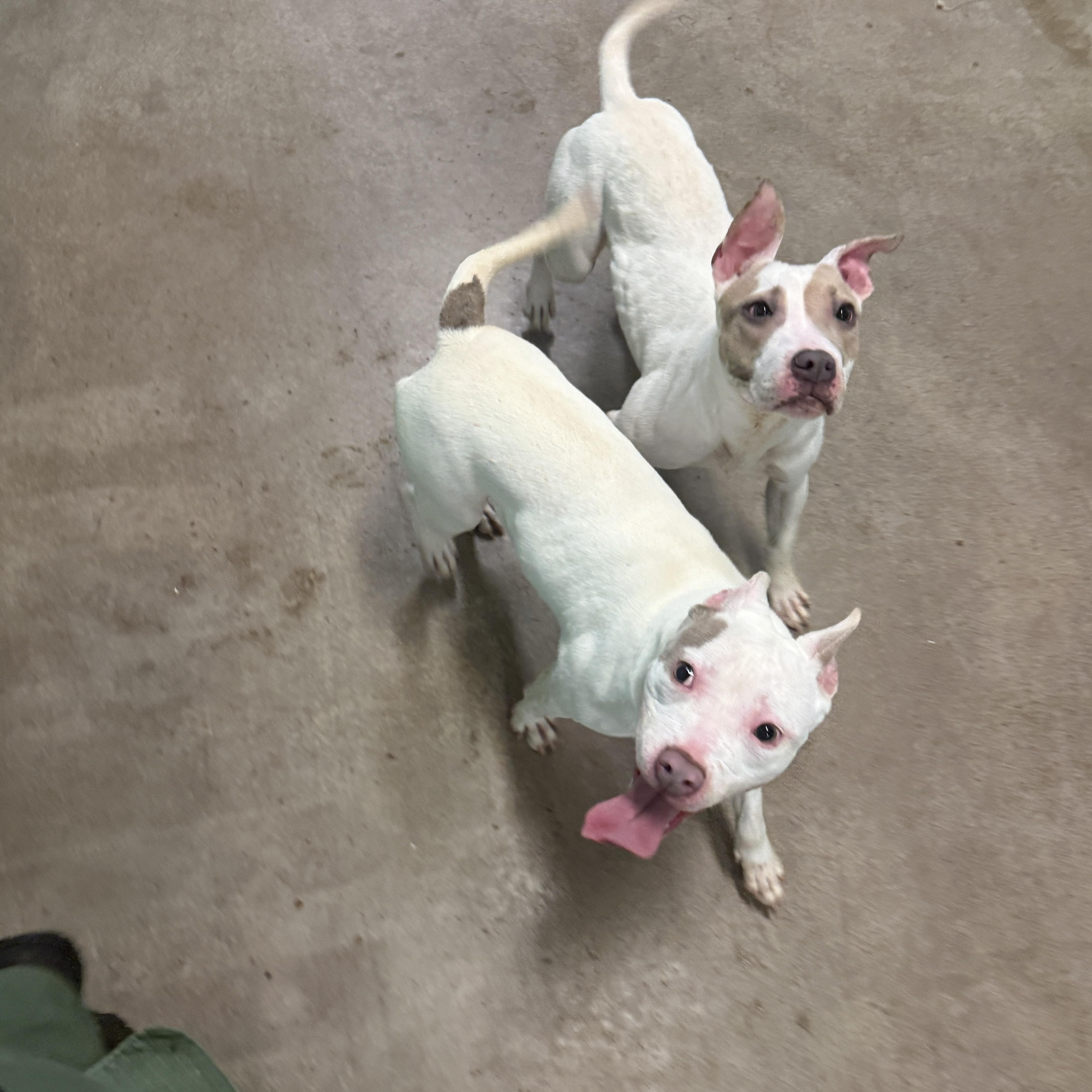 Enlarge Timmy 4085, a Adoptable mixed breed in Phoenix, AZ image 4/4