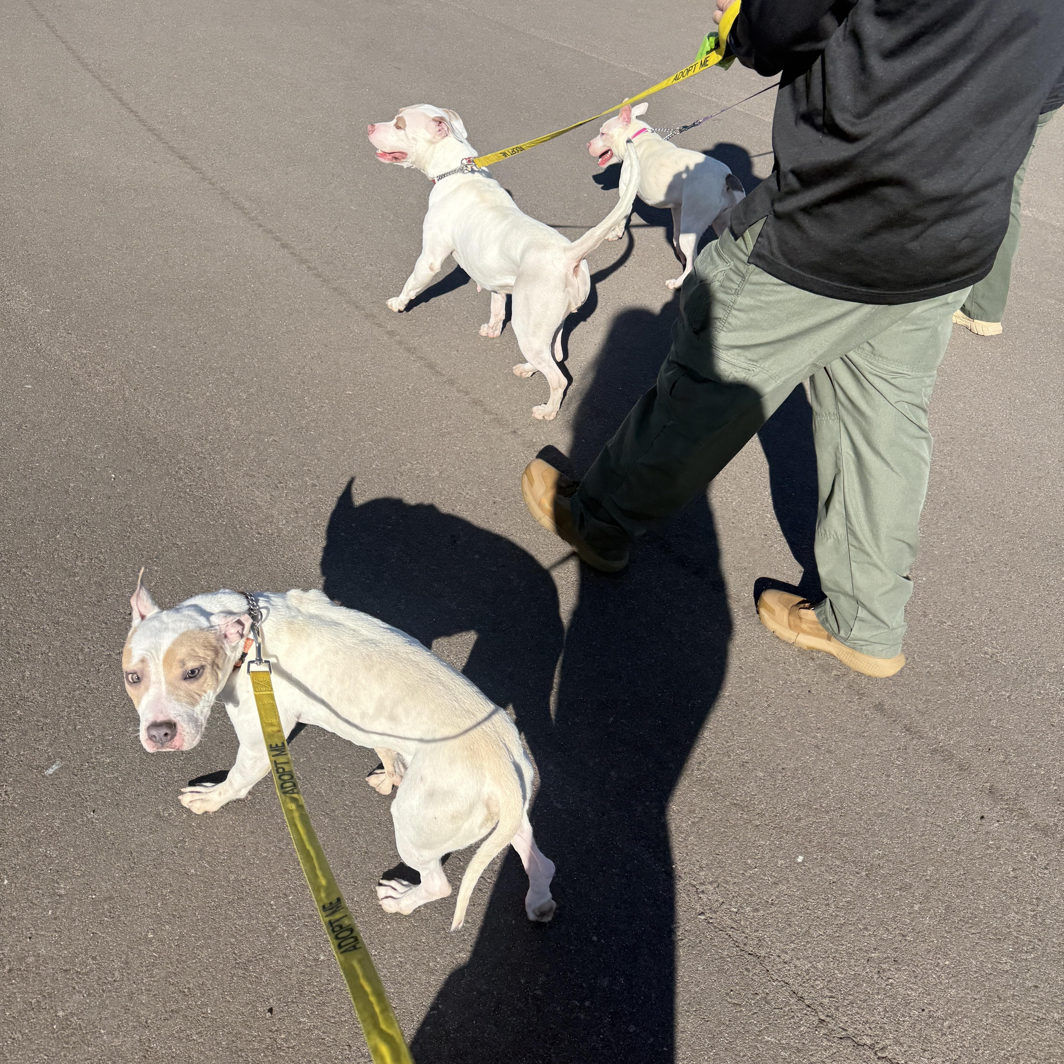 Enlarge Timmy 4085, a Adoptable mixed breed in Phoenix, AZ image 6/6