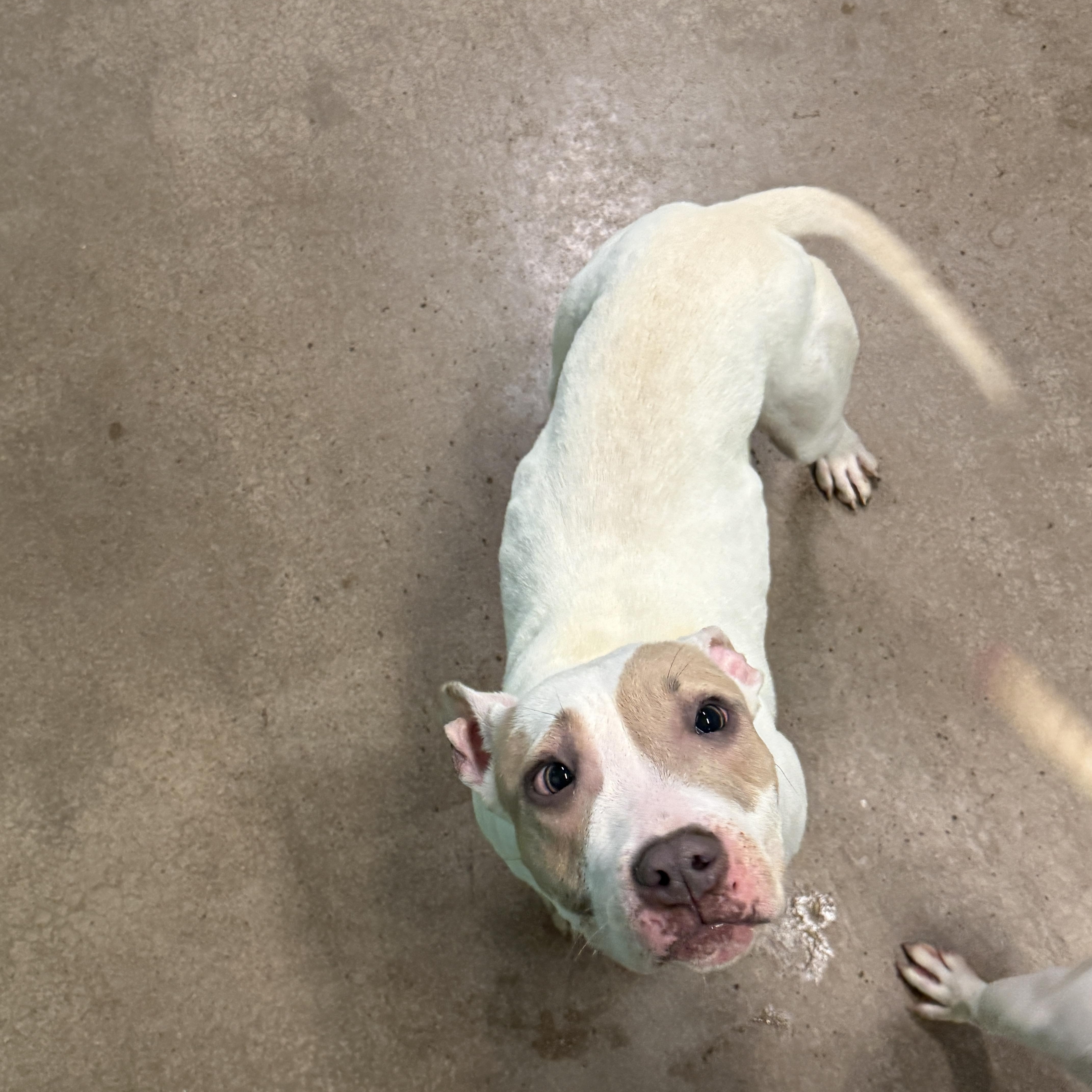 Enlarge Timmy 4085, a Adoptable mixed breed in Phoenix, AZ image 1/4