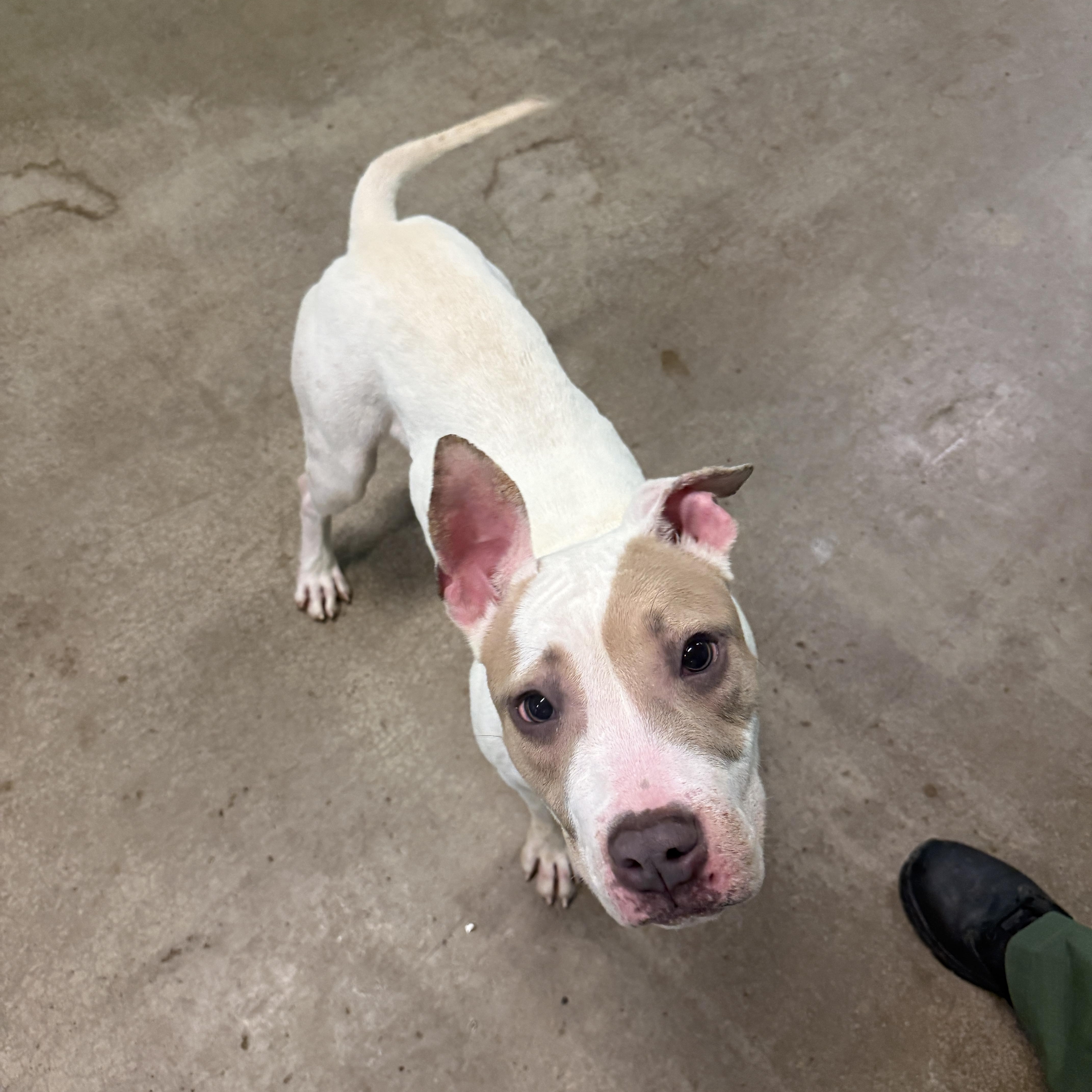 Enlarge Timmy 4085, a Adoptable mixed breed in Phoenix, AZ image 2/4