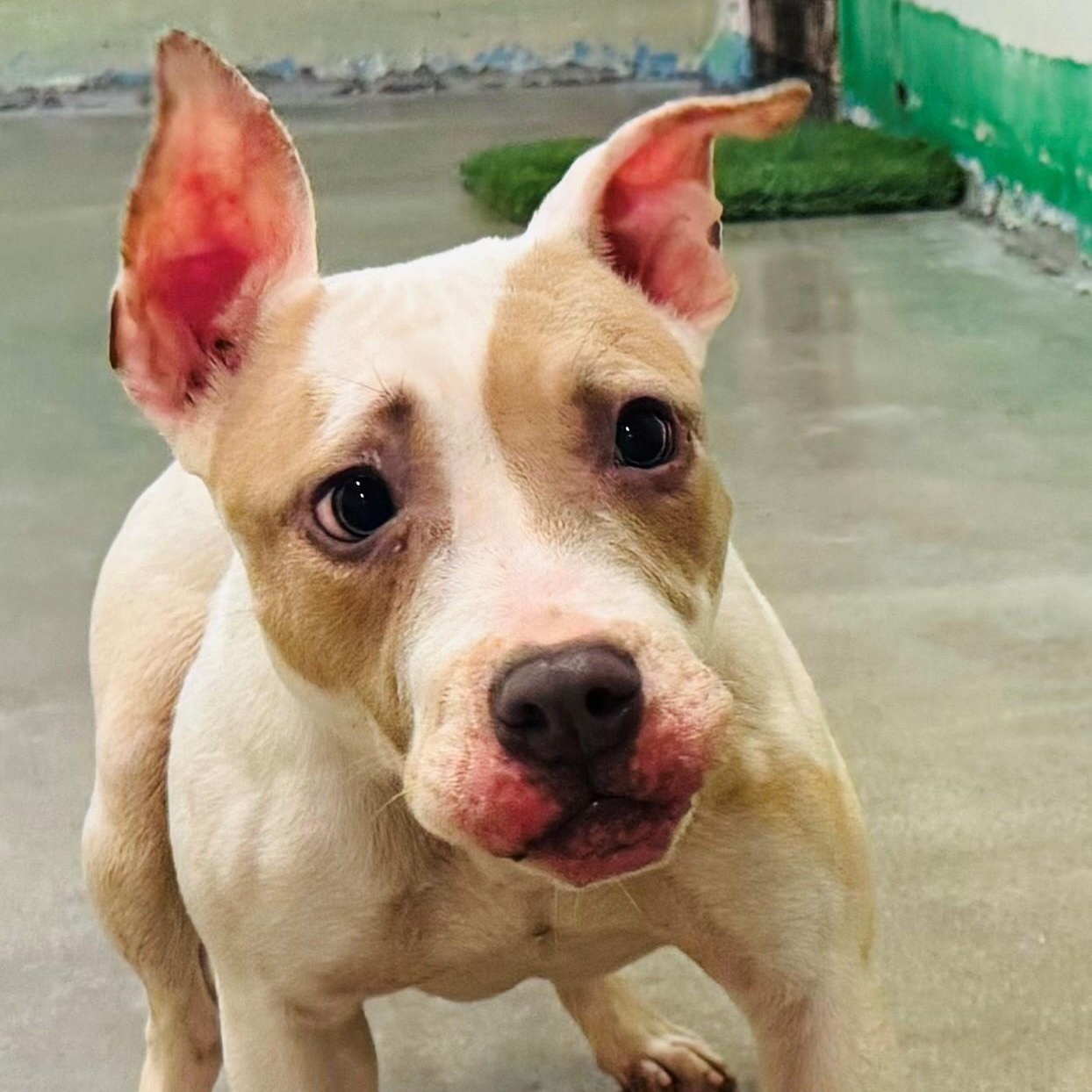 Timmy 4085, a Adoptable mixed breed in Phoenix, AZ image 2/2