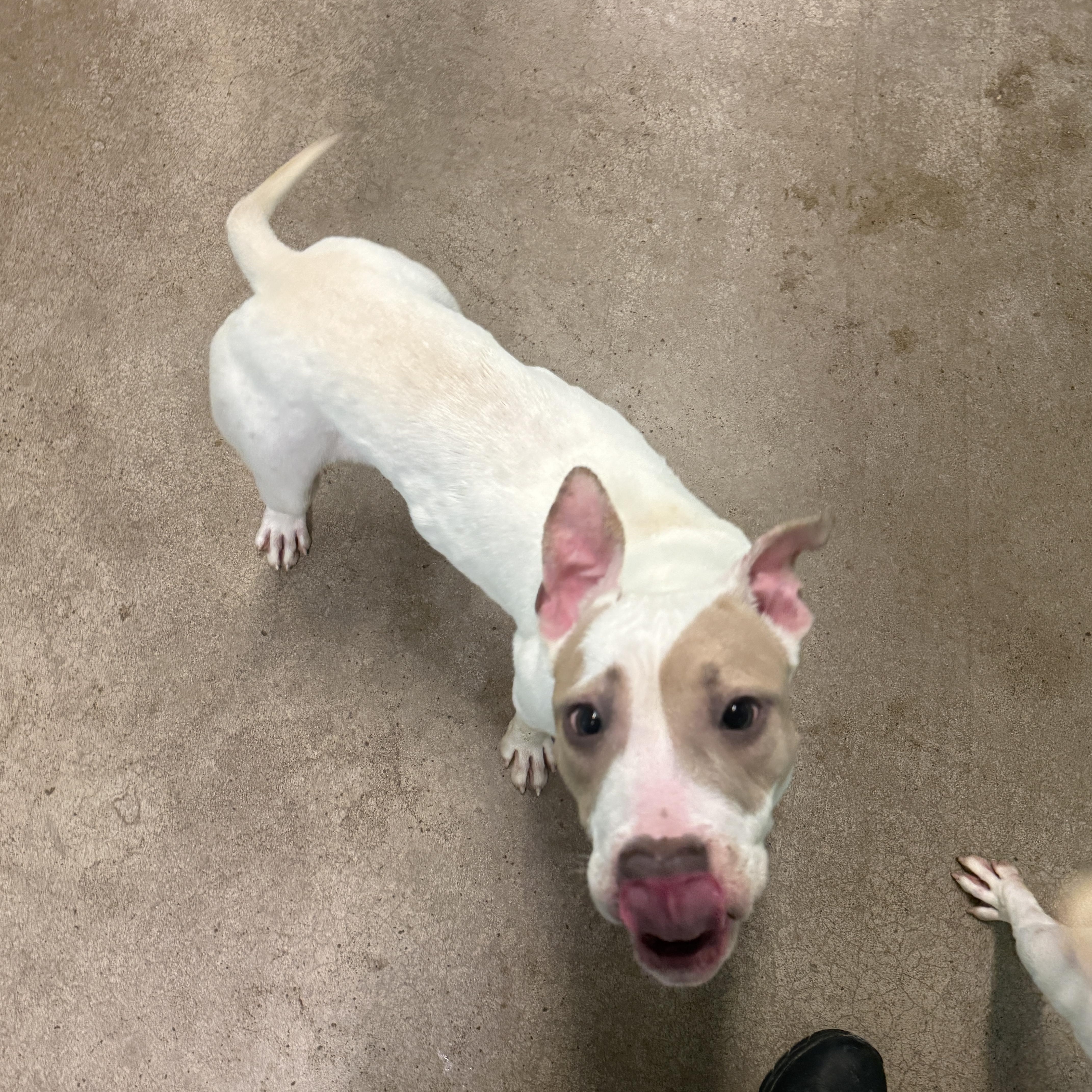 Enlarge Timmy 4085, a Adoptable mixed breed in Phoenix, AZ image 3/4