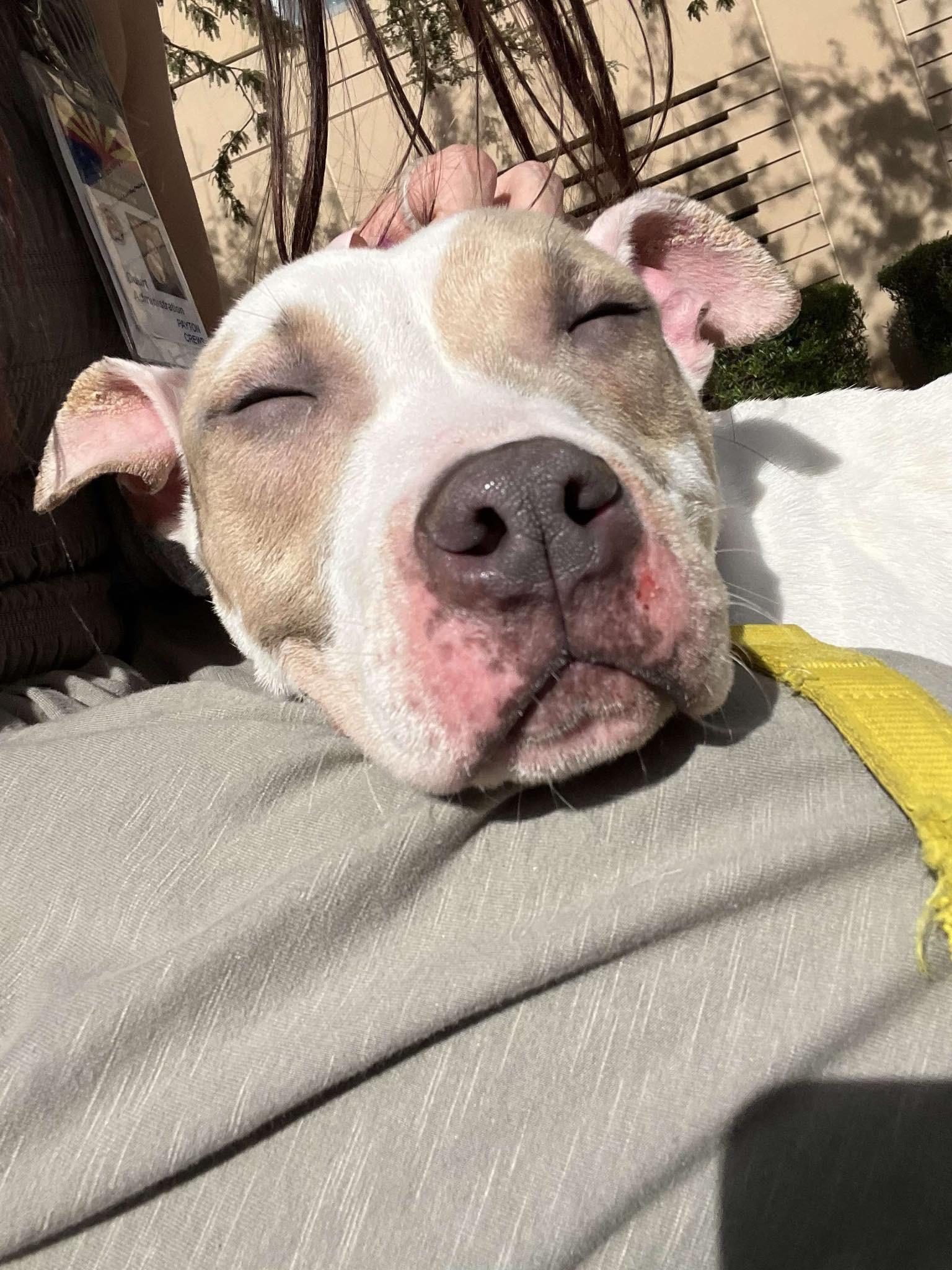 Enlarge Timmy 4085, a Adoptable mixed breed in Phoenix, AZ image 5/6