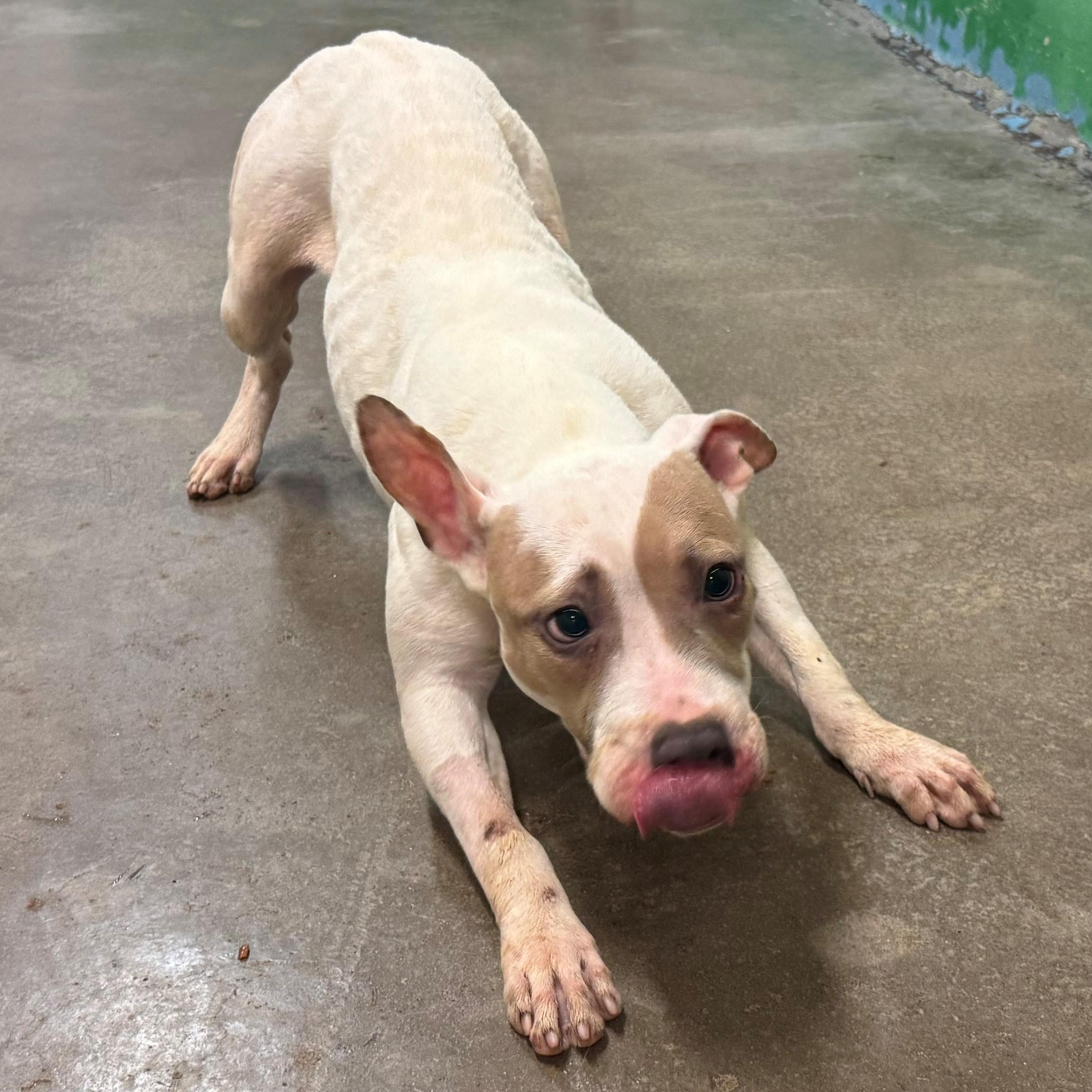 Timmy 4085, a Adoptable mixed breed in Phoenix, AZ image 1/2