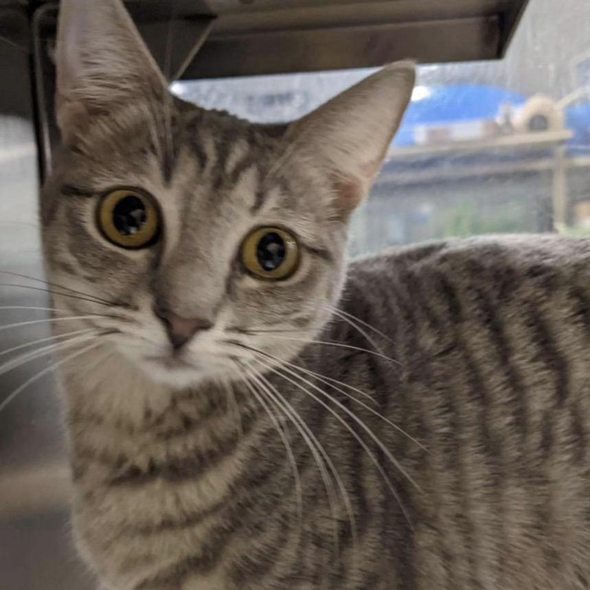 Hope, Adoptable, Adult Female Domestic Short Hair.