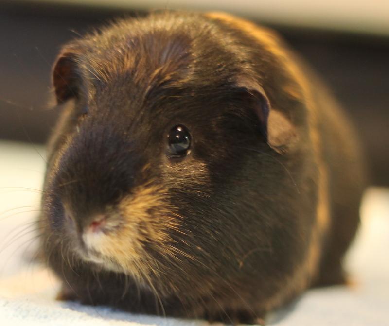 Enlarge Serena, a ADOPTABLE Guinea Pig in Budd Lake, NJ image 4/6