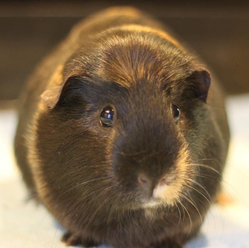 Enlarge Serena, a ADOPTABLE Guinea Pig in Budd Lake, NJ image 5/6
