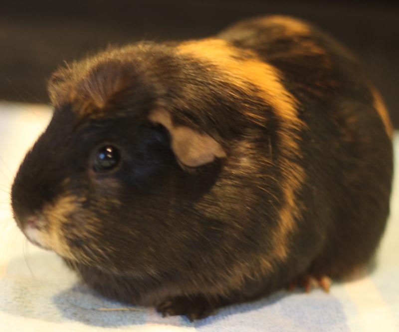 Enlarge Serena, a ADOPTABLE Guinea Pig in Budd Lake, NJ image 3/6