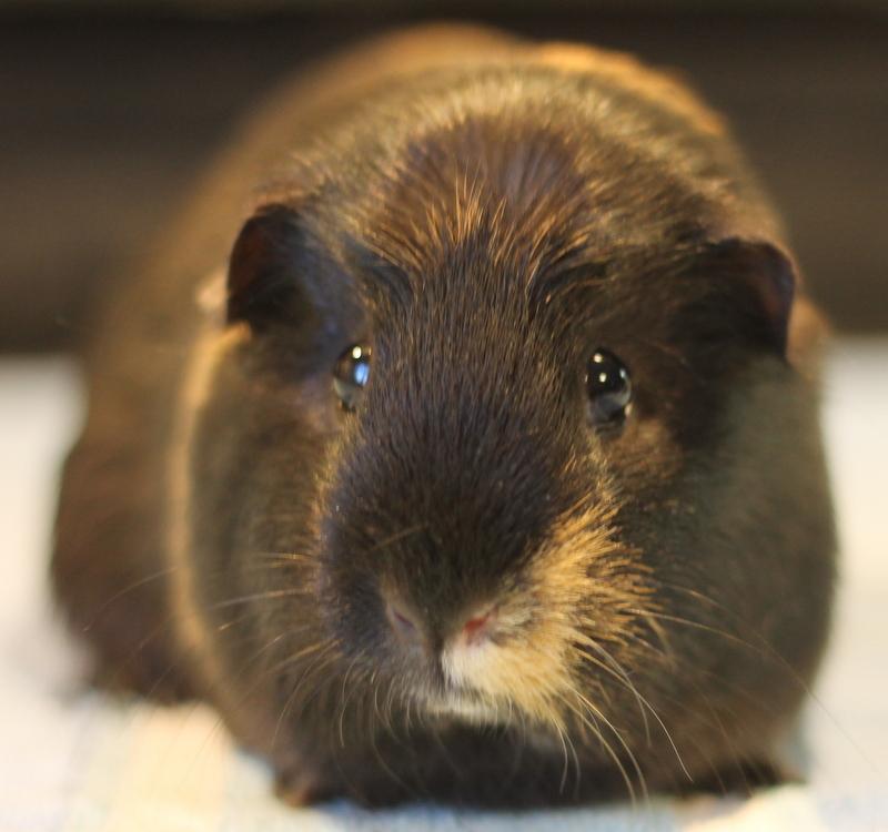 Enlarge Serena, a ADOPTABLE Guinea Pig in Budd Lake, NJ image 1/6