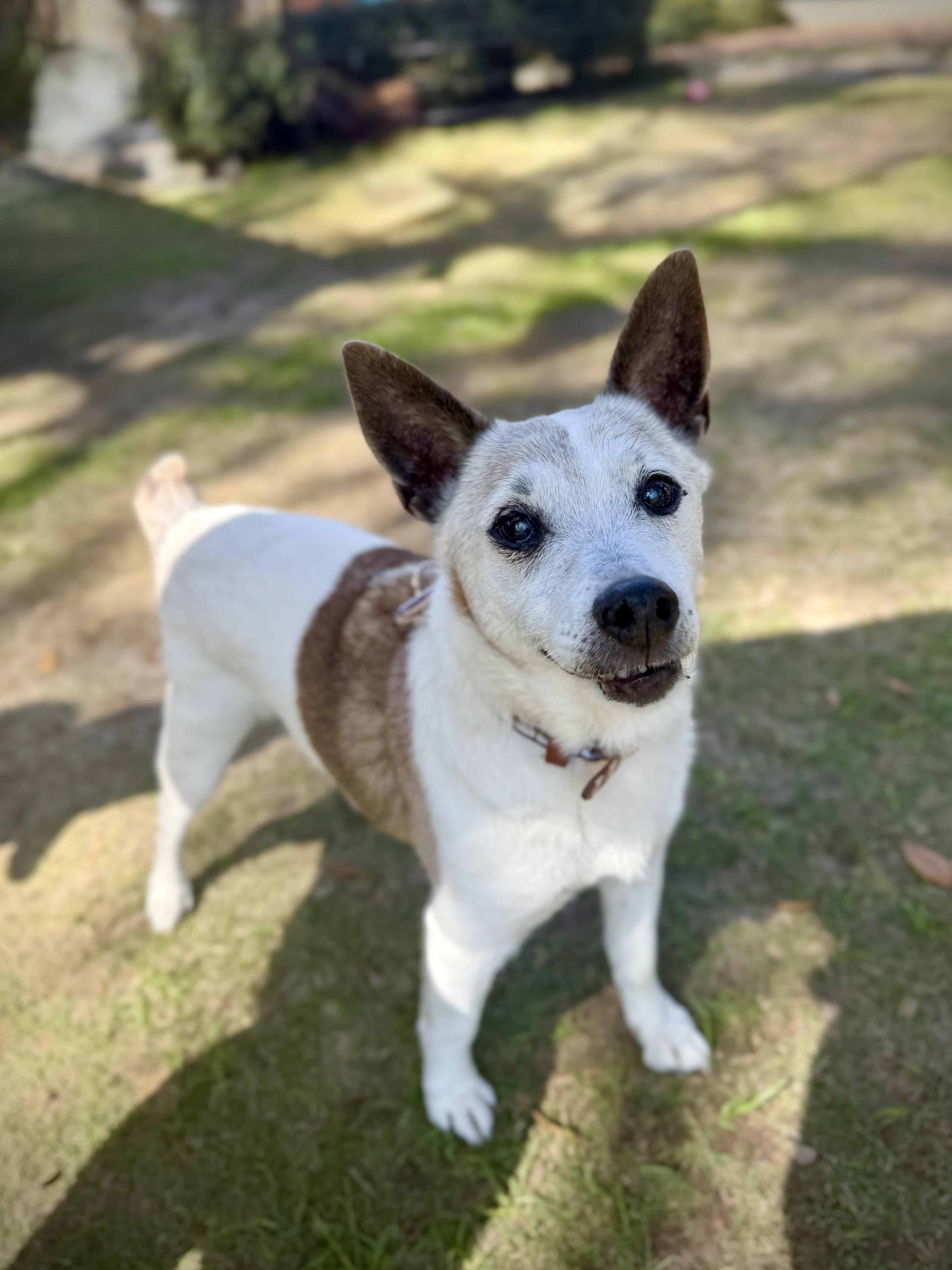 Enlarge Augie, a ADOPTABLE Jack Russell Terrier in Milton, FL image 2/5