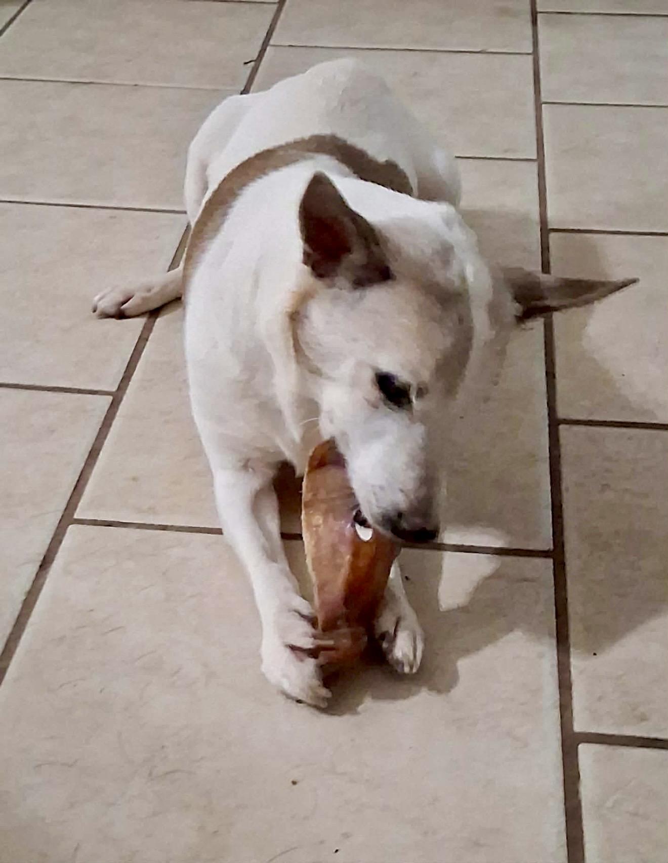 Enlarge Augie, a ADOPTABLE Jack Russell Terrier in Milton, FL image 4/4