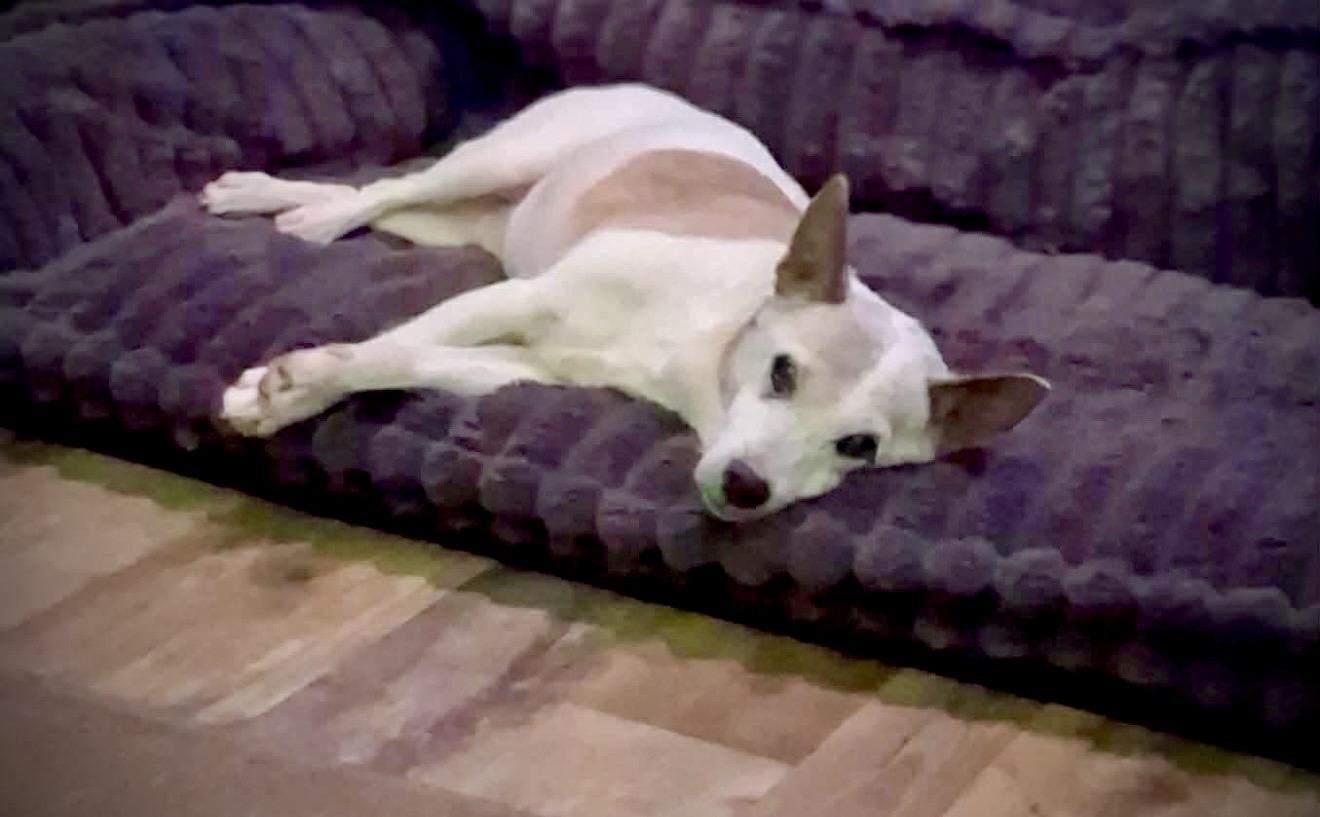 Enlarge Augie, a ADOPTABLE Jack Russell Terrier in Milton, FL image 1/4