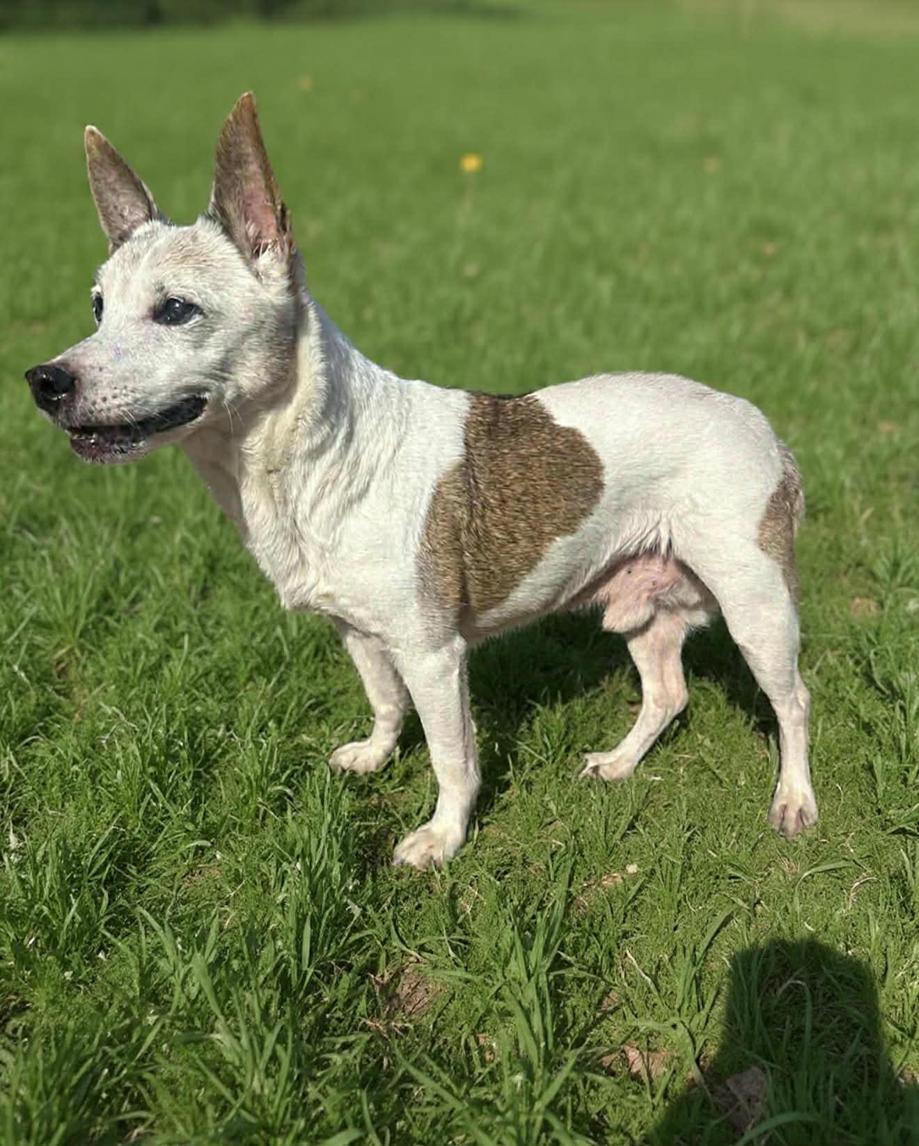 Enlarge Augie, a ADOPTABLE Jack Russell Terrier in Milton, FL image 2/4