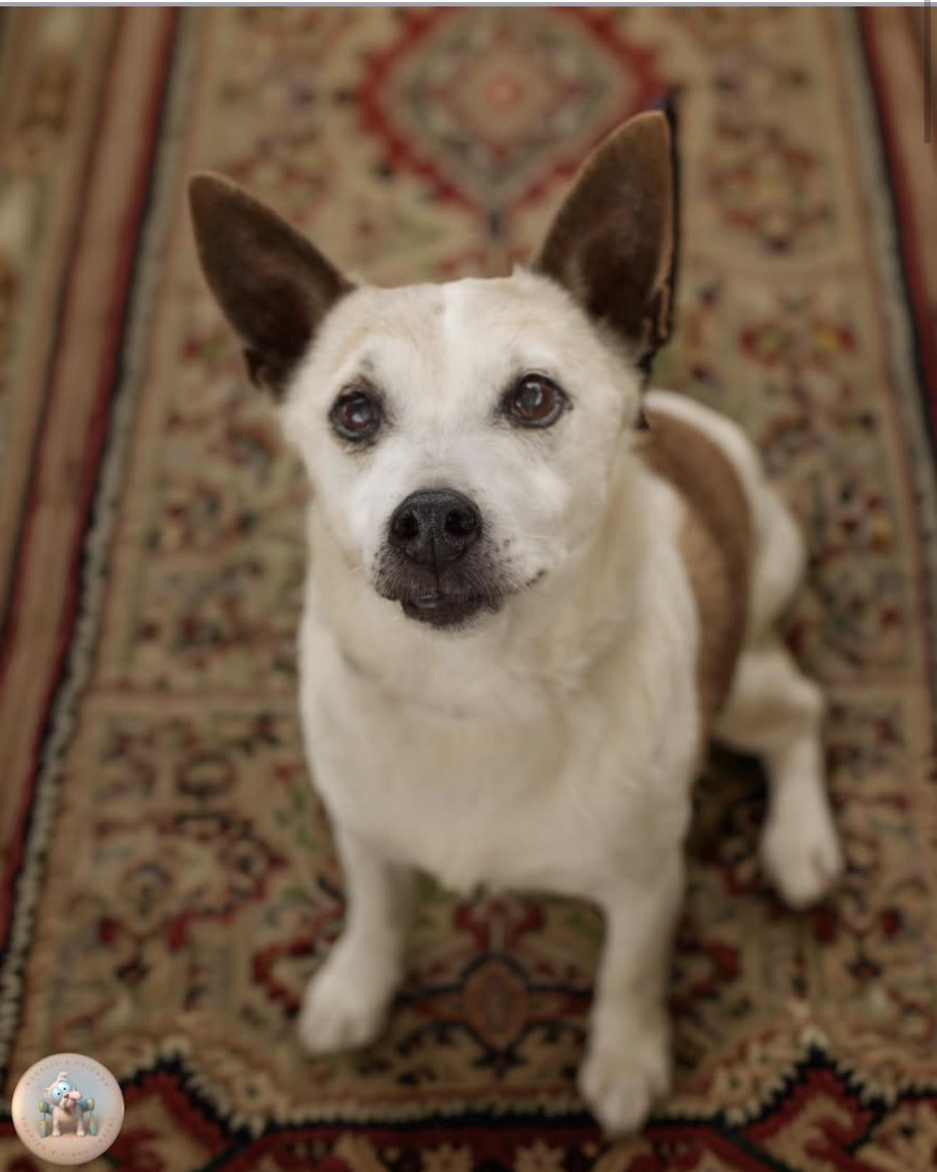 Enlarge Augie, a ADOPTABLE Jack Russell Terrier in Milton, FL image 5/5