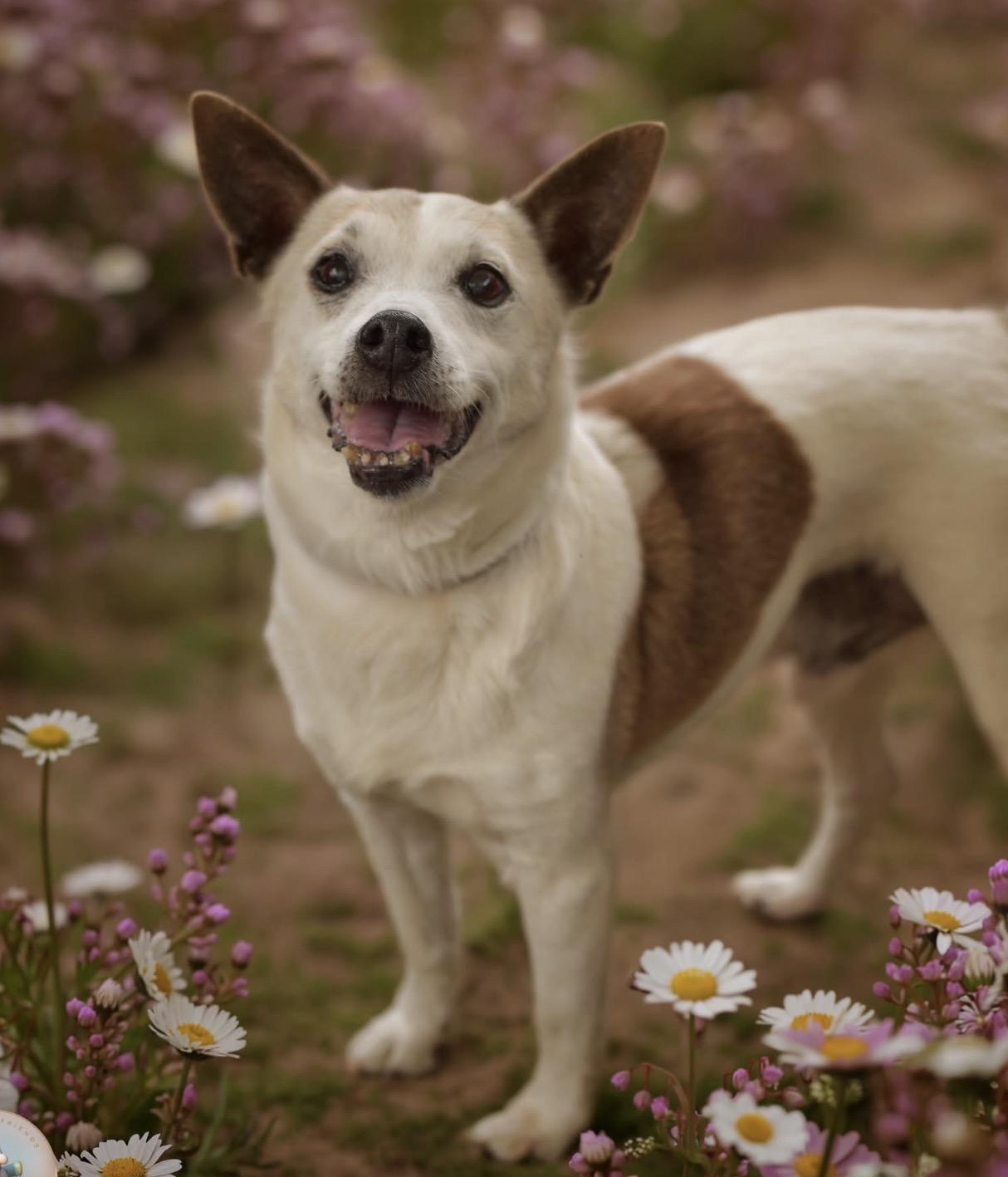 Augie, ADOPTABLE, Senior Male Jack Russell Terrier.