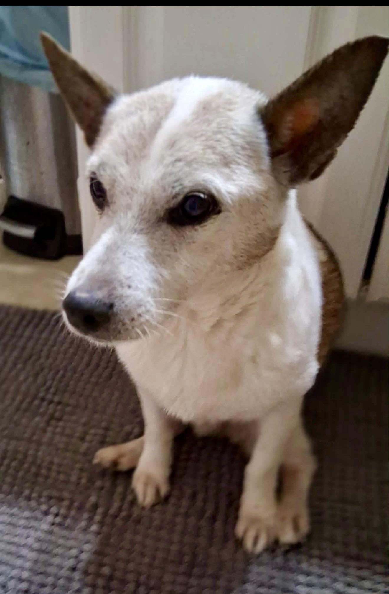 Enlarge Augie, a ADOPTABLE Jack Russell Terrier in Milton, FL image 3/4