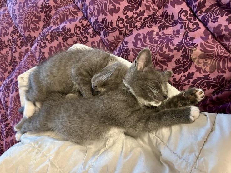 Enlarge Mo & Jo - bonded pair, male&female, a ADOPTABLE mixed breed in Myrtle Beach, SC image 2/6