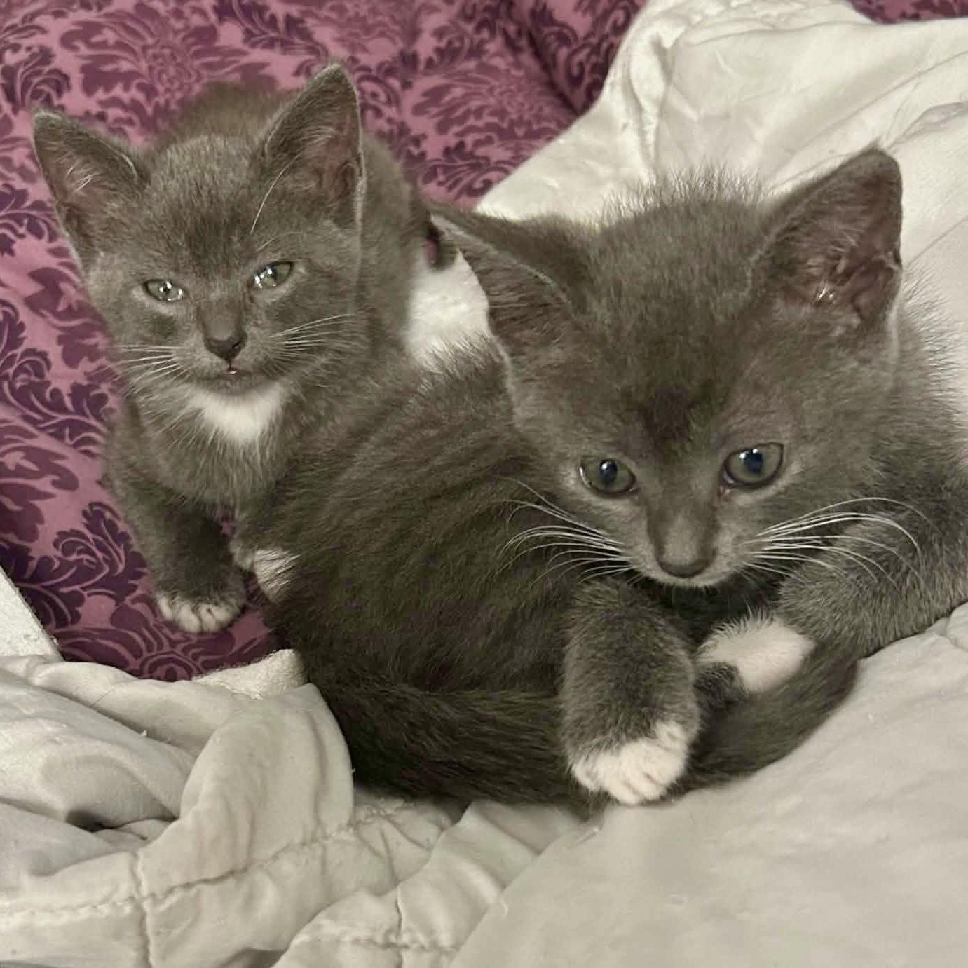 Mo & Jo - bonded pair, male&female, adopted, Kitten Female Domestic Short Hair.