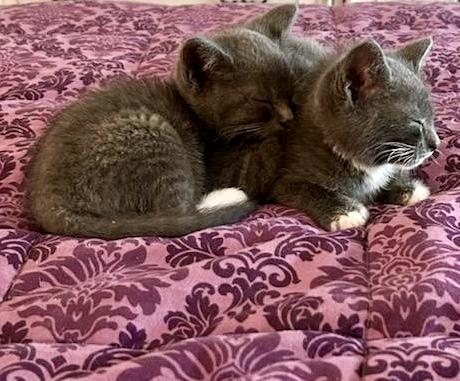 Enlarge Mo & Jo - bonded pair, male&female, a ADOPTABLE mixed breed in Myrtle Beach, SC image 3/6