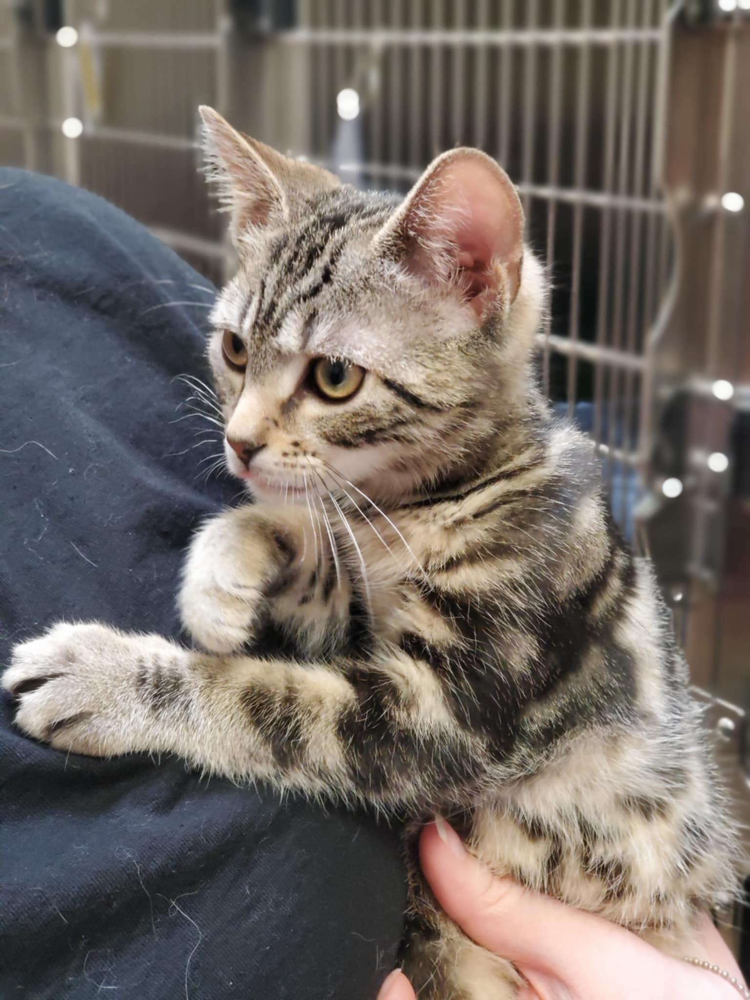 Marty, Adoptable, Young Male Domestic Short Hair.