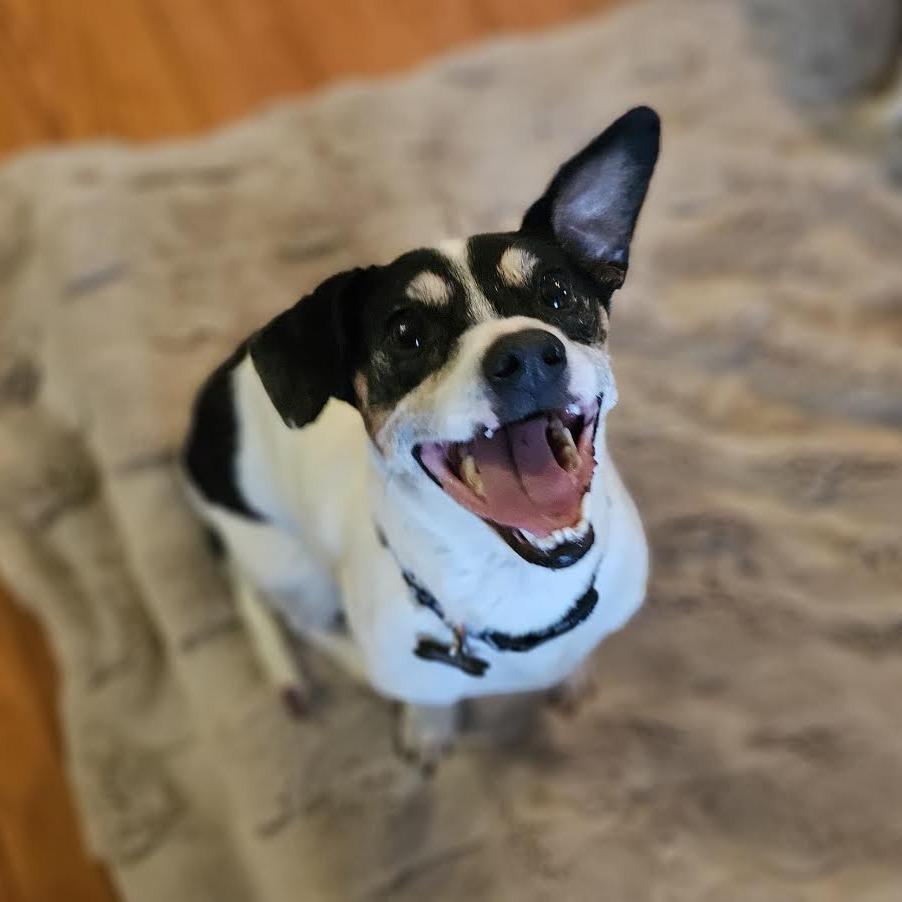 Enlarge Magnus (bonded with Ziggy), a Adoptable mixed breed in Madison, WI image 1/5
