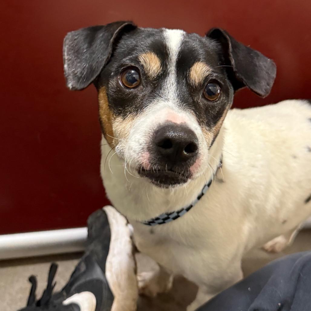 Enlarge Magnus (bonded with Ziggy), a Adoptable mixed breed in Madison, WI image 2/5