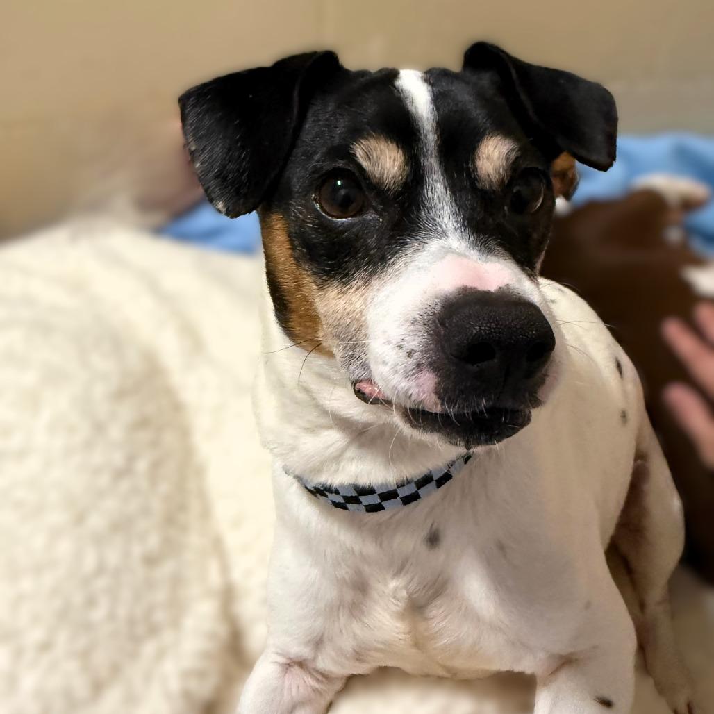 Enlarge Magnus (bonded with Ziggy), a Adoptable mixed breed in Madison, WI image 3/5