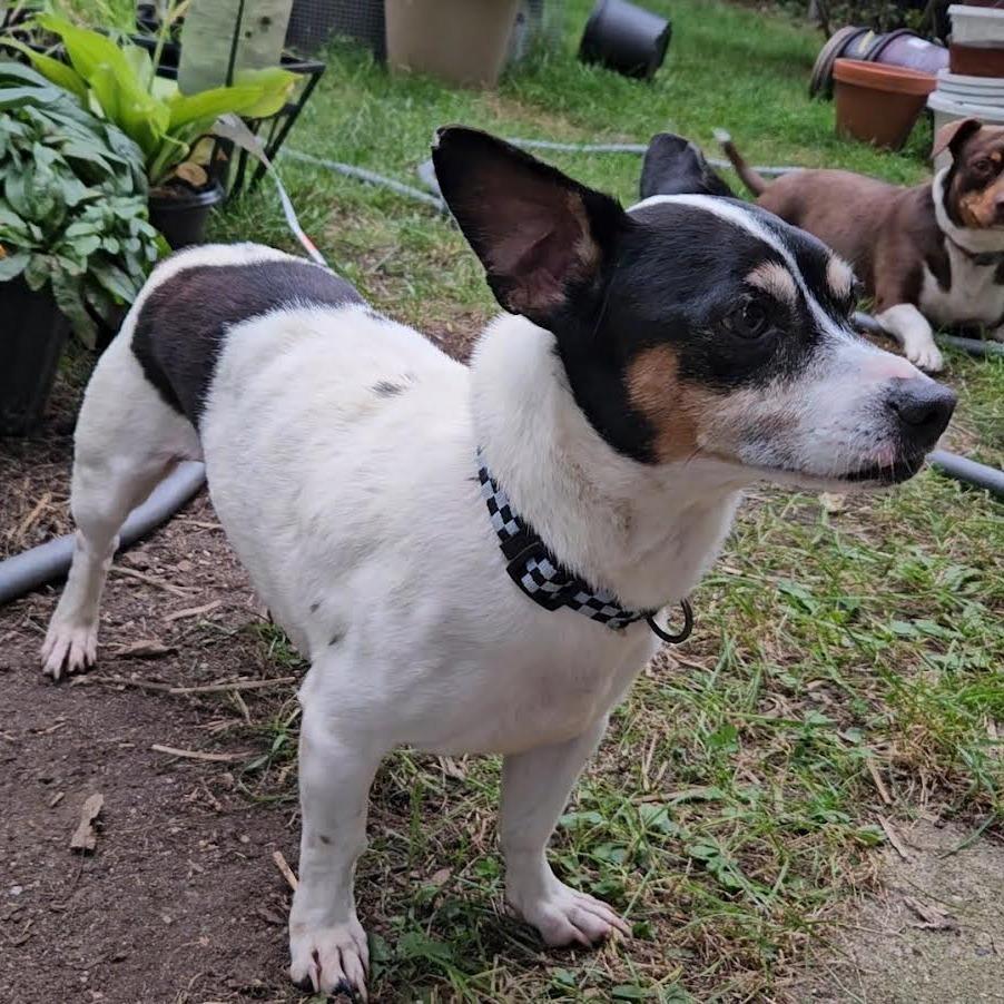 Enlarge Magnus (bonded with Ziggy), a Adoptable mixed breed in Madison, WI image 4/5