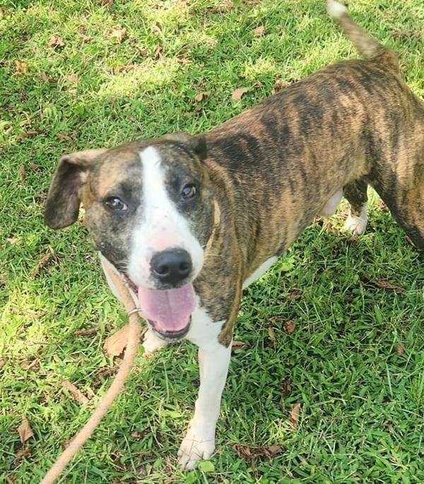 Enlarge Little Bit, a Adoptable mixed breed in Cleveland, TN image 1/4