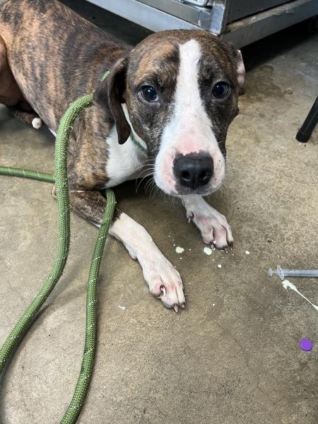 Enlarge Little Bit, a Adoptable mixed breed in Cleveland, TN image 2/4