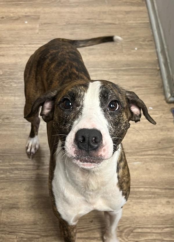 Enlarge Little Bit, a Adoptable mixed breed in Cleveland, TN image 3/4