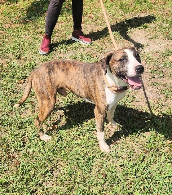 Enlarge Little Bit, a Adoptable mixed breed in Cleveland, TN image 4/4