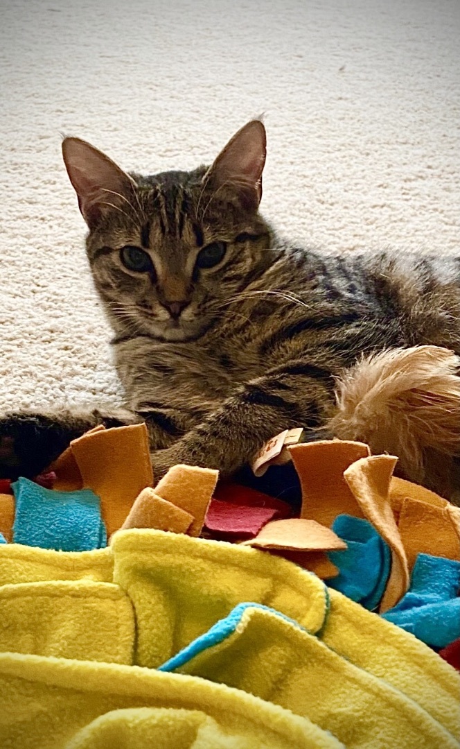 Joy, a Adoptable mixed breed in Fountain Inn, SC image 2/4