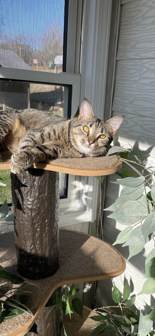 Joy, a Adoptable mixed breed in Fountain Inn, SC image 3/4