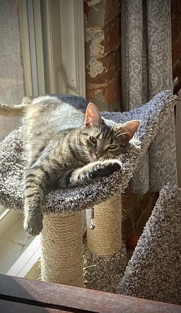 Joy, a Adoptable mixed breed in Fountain Inn, SC image 1/4