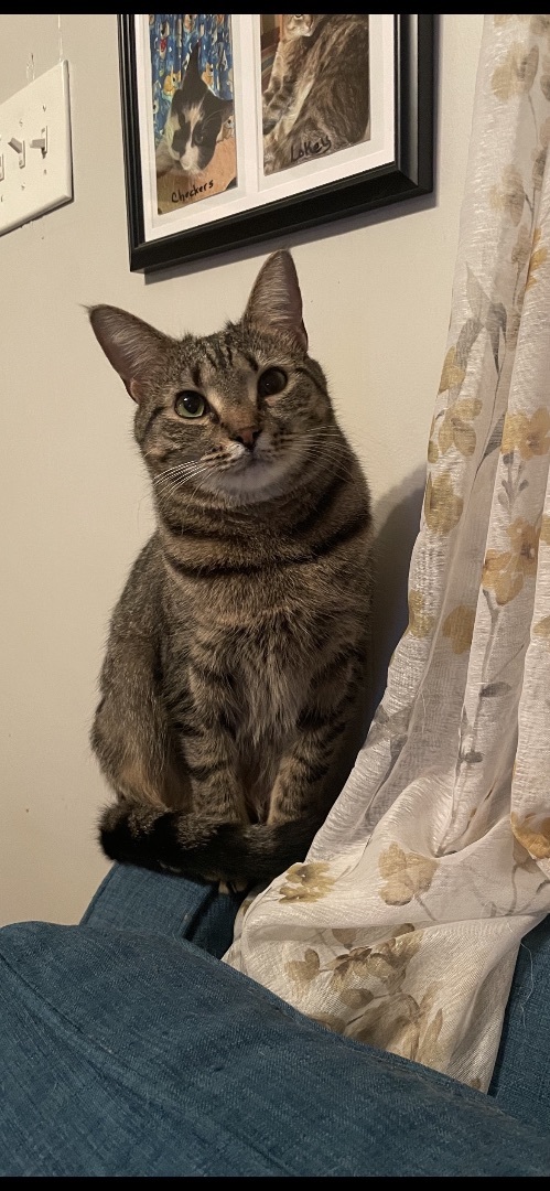 Joy, a Adoptable mixed breed in Fountain Inn, SC image 4/4