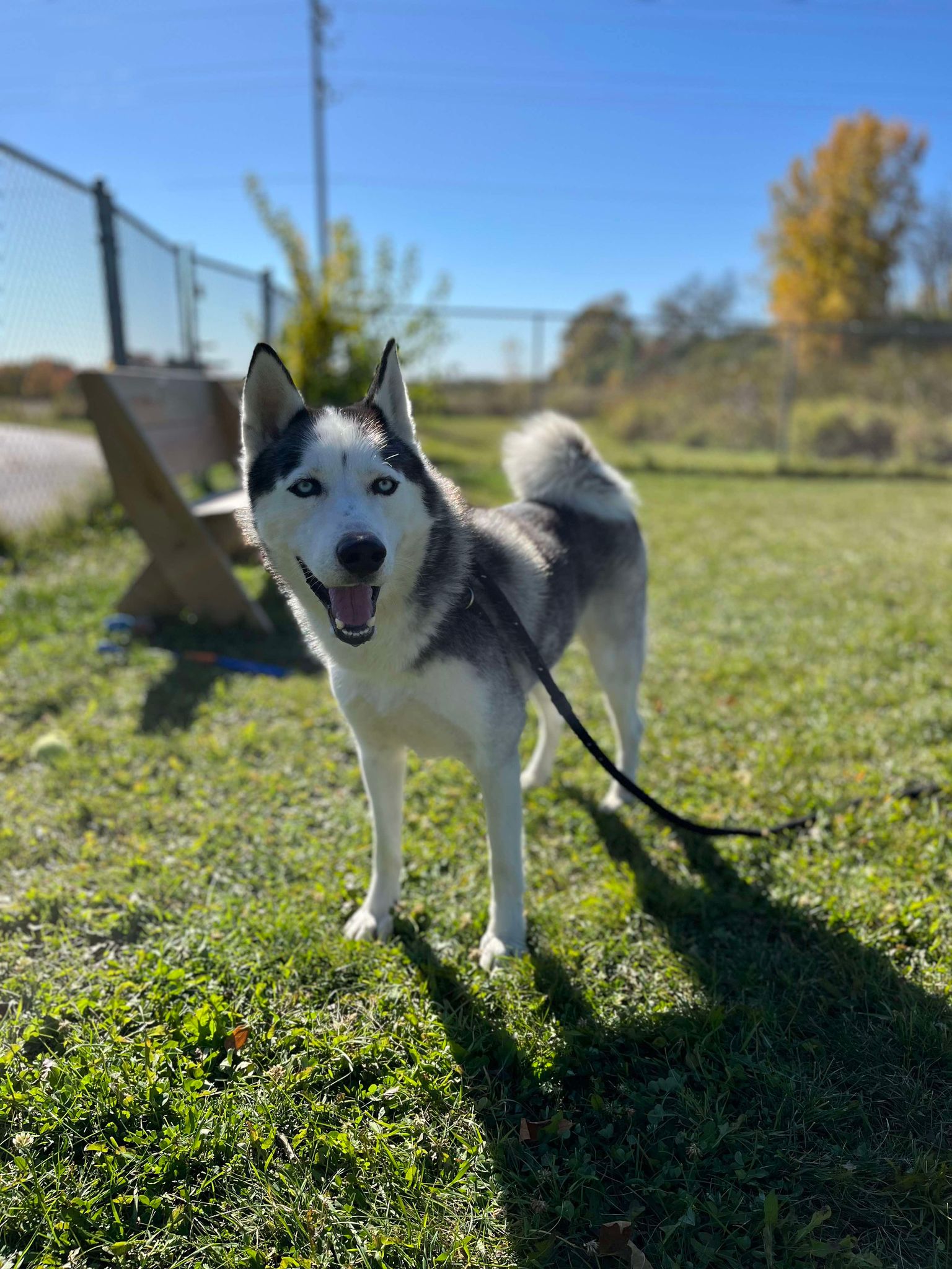 Dog for adoption Sky, a Siberian Husky in Appleton, WI Petfinder