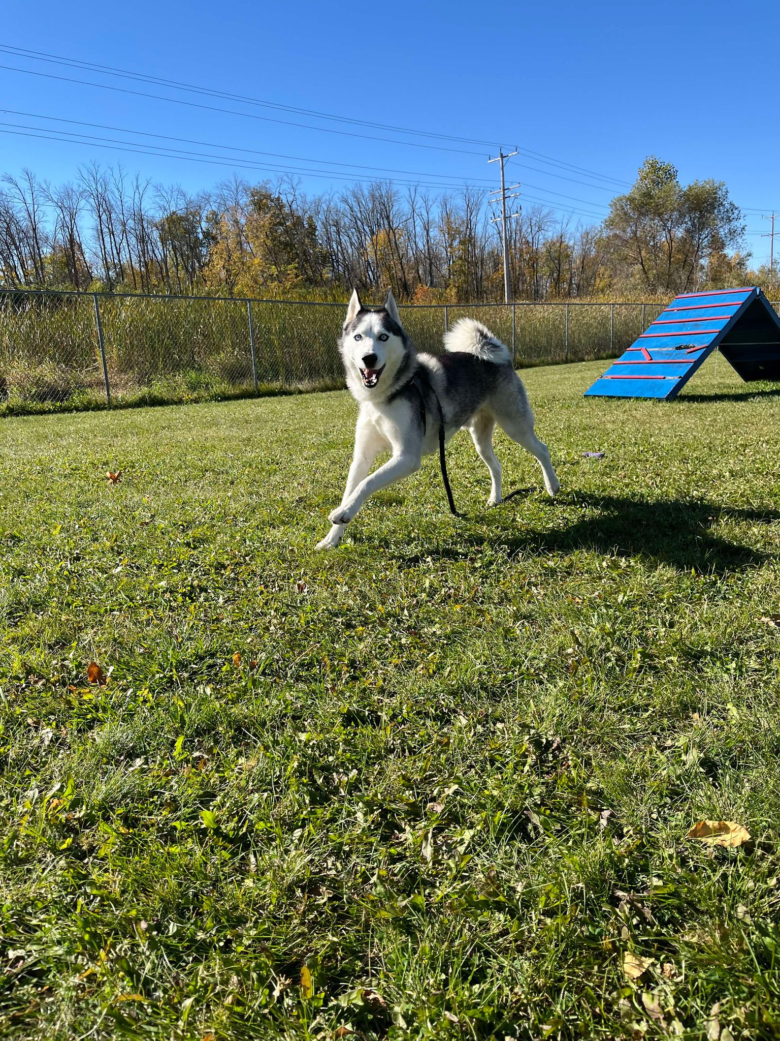 Dog for adoption Sky, a Siberian Husky in Appleton, WI Petfinder
