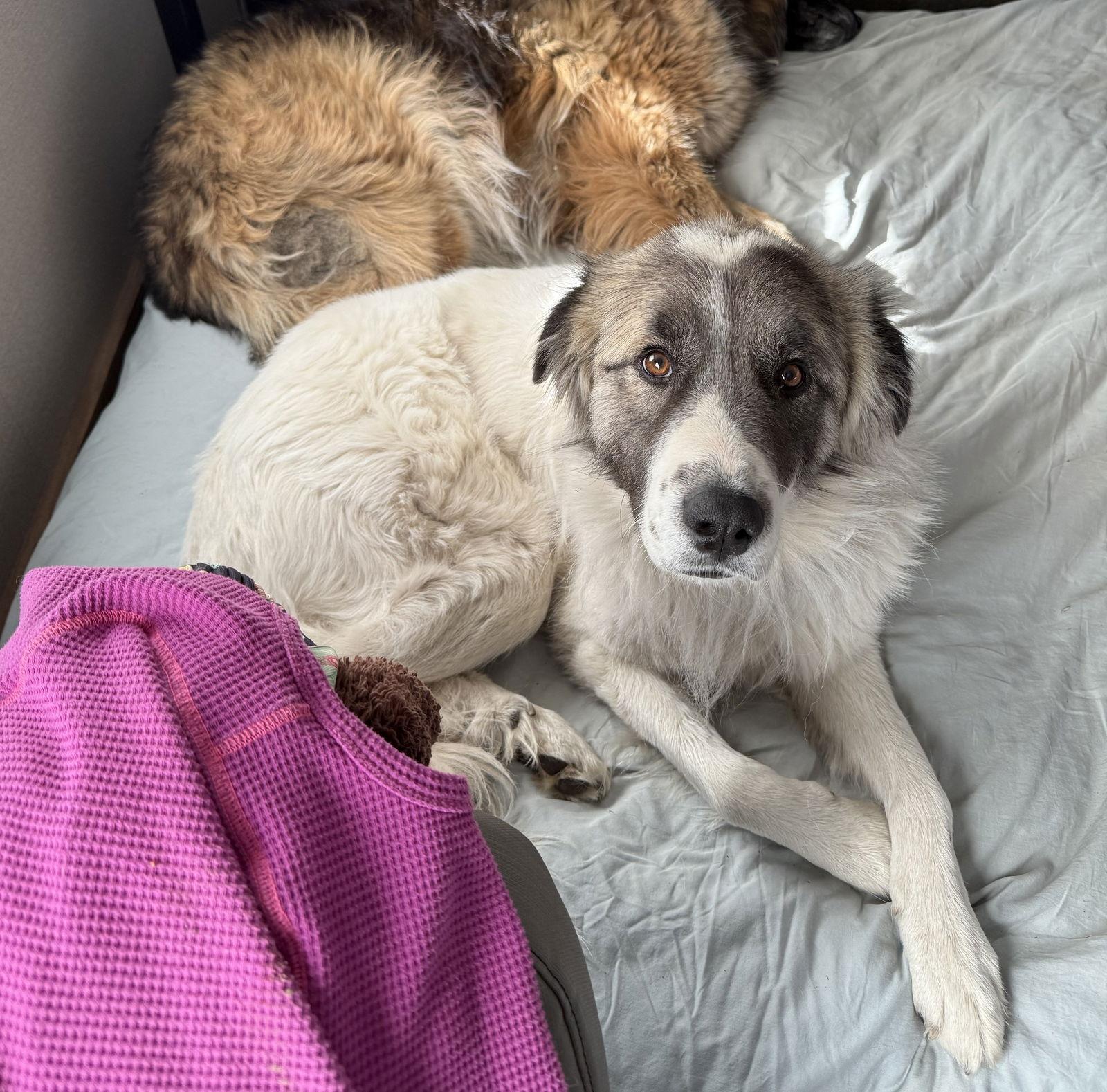 Donatello (Donny), Adopted, Young Male Great Pyrenees.