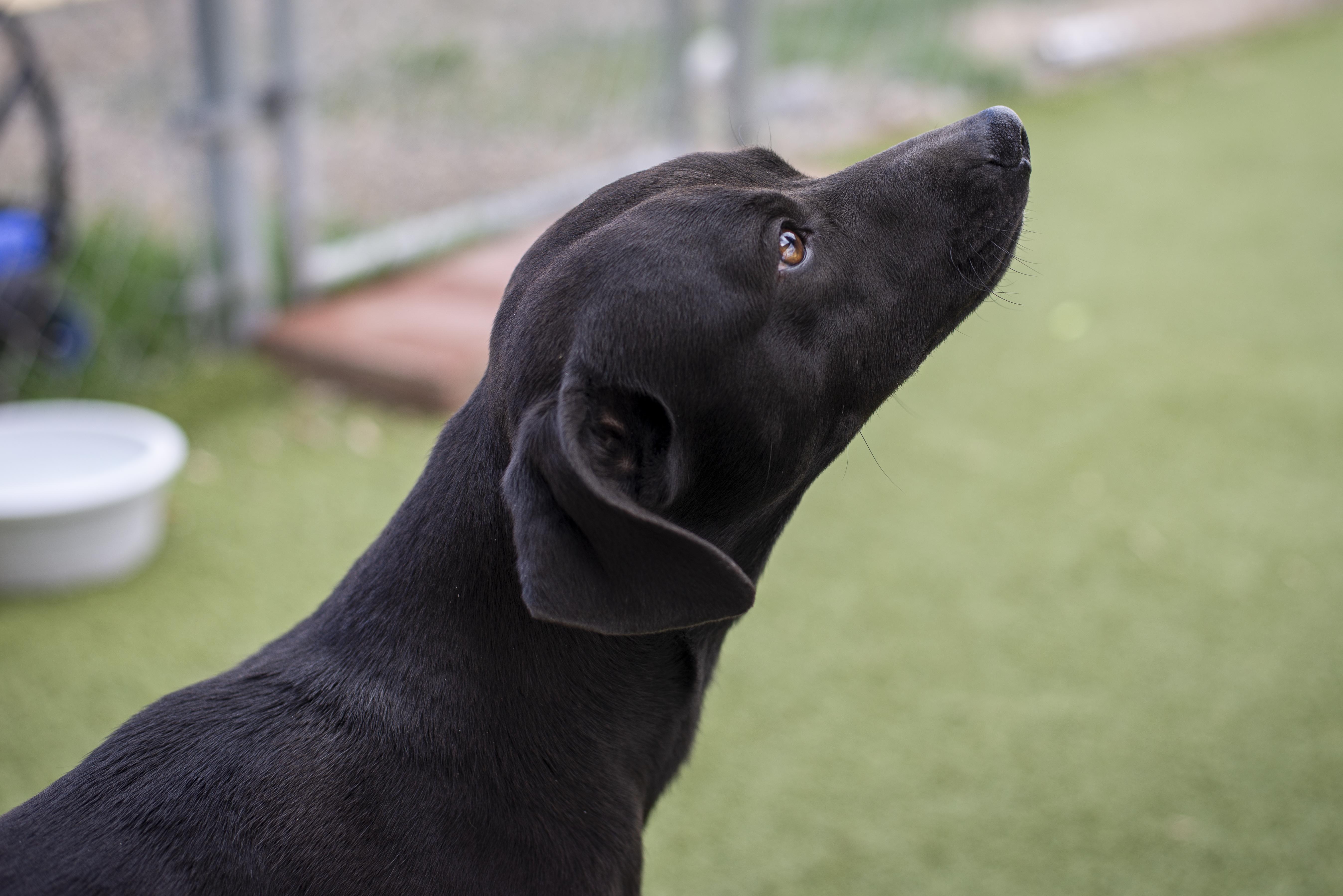 James, a ADOPTABLE mixed breed in Gunnison, CO image 3/4
